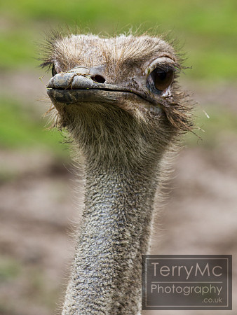 Blackpool zoo by TerryMc Photography - commercial freelance photographer