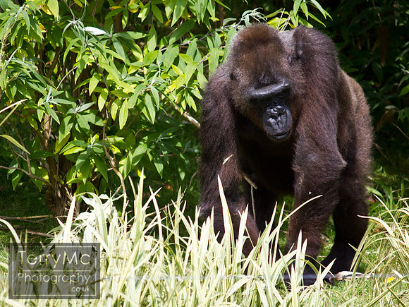 Blackpool zoo by TerryMc Photography - commercial freelance photographer