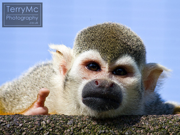 Blackpool zoo by TerryMc Photography - commercial freelance photographer