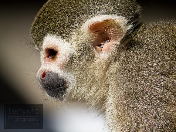 Blackpool zoo by TerryMc Photography - commercial freelance photographer