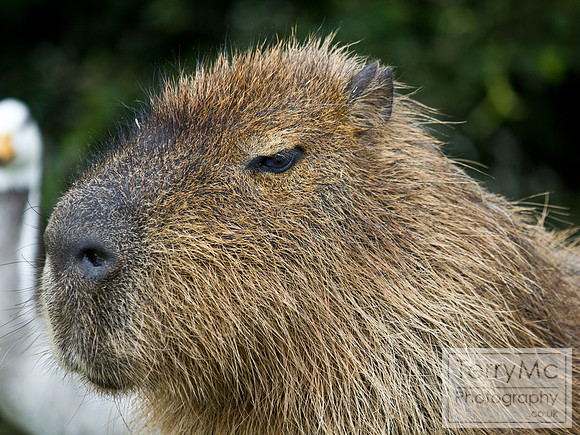 Blackpool zoo by TerryMc Photography - commercial freelance photographer