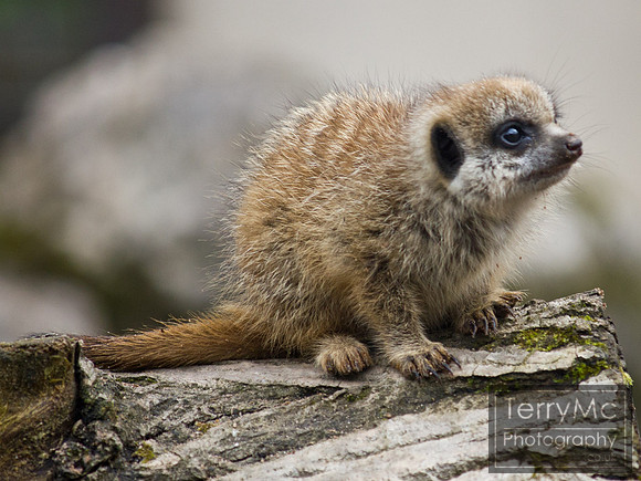 Blackpool zoo by TerryMc Photography - commercial freelance photographer