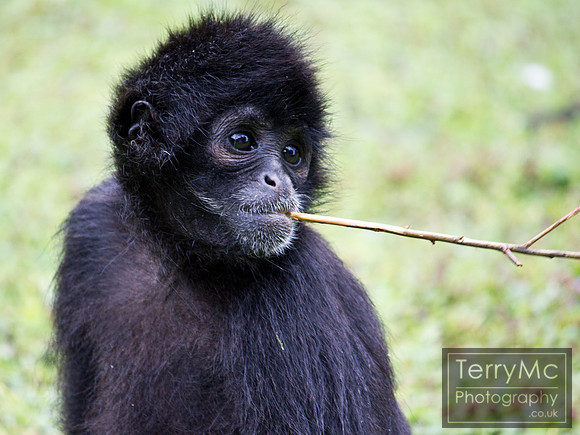 Blackpool zoo by TerryMc Photography - commercial freelance photographer