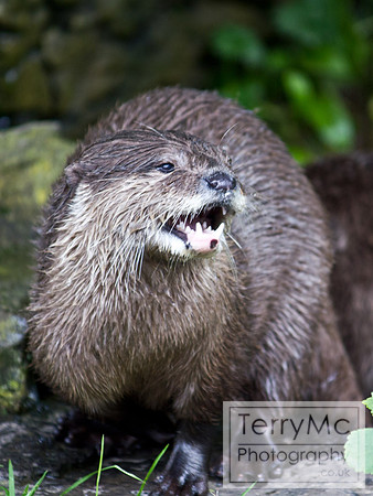 Blackpool zoo by TerryMc Photography - commercial freelance photographer