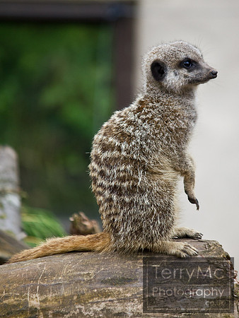 Blackpool zoo by TerryMc Photography - commercial freelance photographer