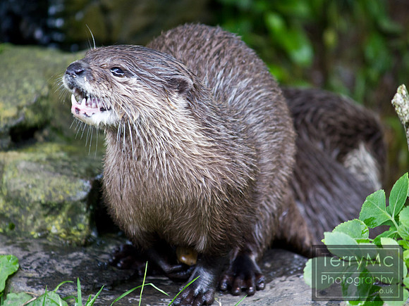 Blackpool zoo by TerryMc Photography - commercial freelance photographer