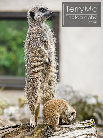 Blackpool zoo by TerryMc Photography - commercial freelance photographer