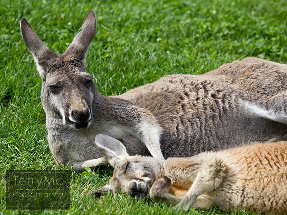Blackpool zoo by TerryMc Photography - commercial freelance photographer