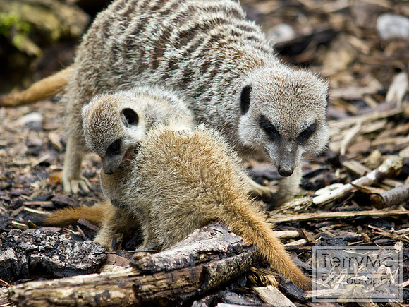 Blackpool zoo by TerryMc Photography - commercial freelance photographer