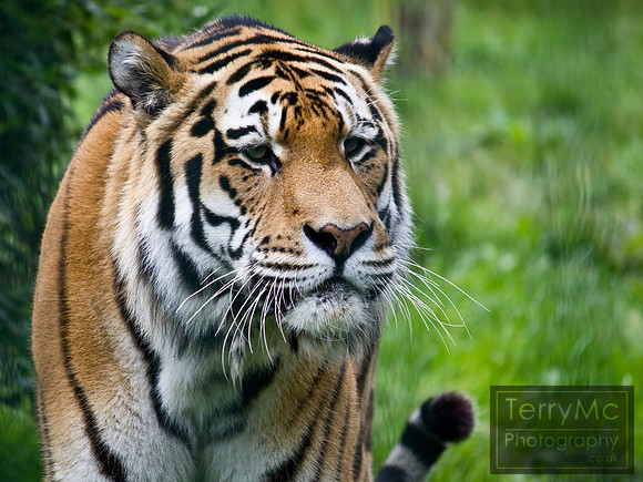 Blackpool zoo by TerryMc Photography - commercial freelance photographer