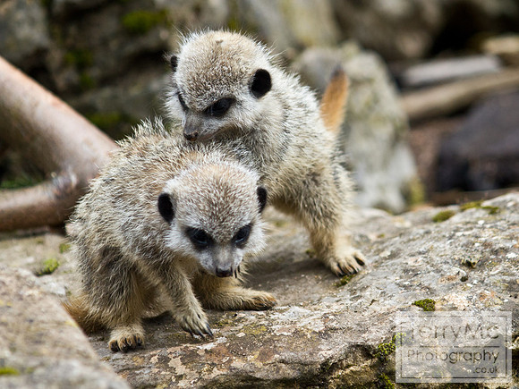 Blackpool zoo by TerryMc Photography - commercial freelance photographer
