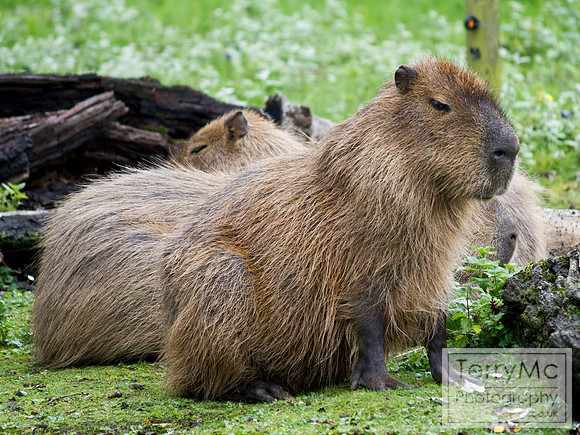 Blackpool zoo by TerryMc Photography - commercial freelance photographer