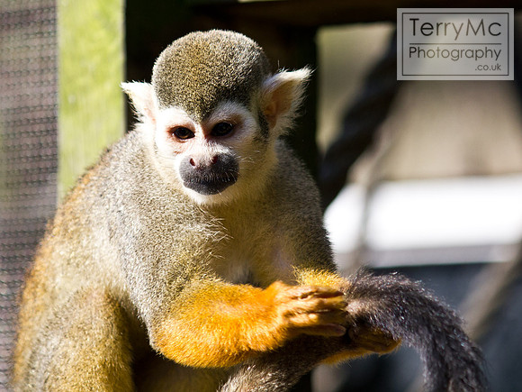 Blackpool zoo by TerryMc Photography - commercial freelance photographer