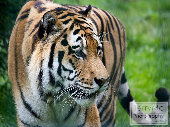 Blackpool zoo by TerryMc Photography - commercial freelance photographer