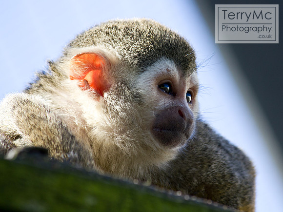 Blackpool zoo by TerryMc Photography - commercial freelance photographer