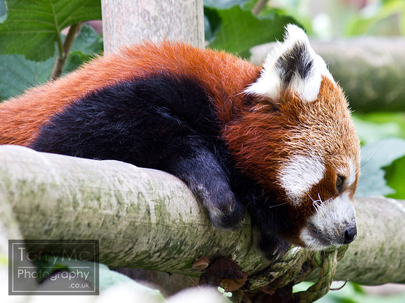 Blackpool zoo by TerryMc Photography - commercial freelance photographer