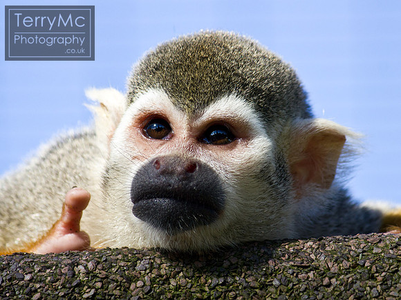 Blackpool zoo by TerryMc Photography - commercial freelance photographer
